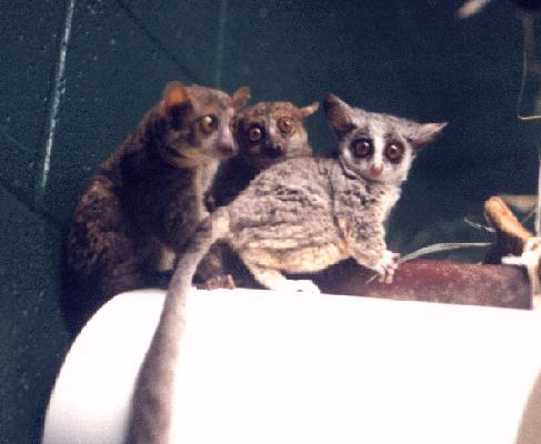 bush baby lemur. Southern Lesser Bushbaby (with two lemur friends on the left)